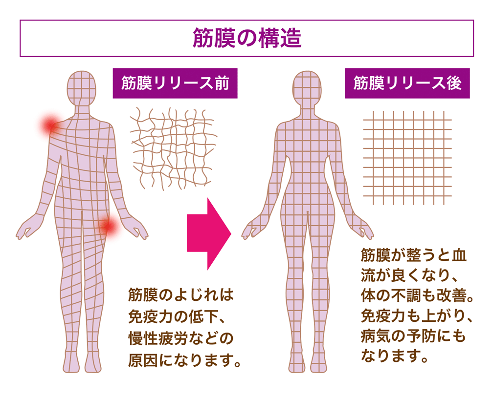 筋膜の構造