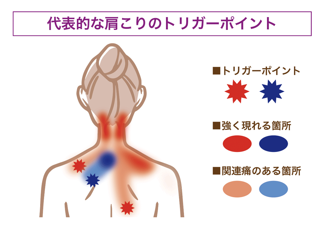 筋膜の構造