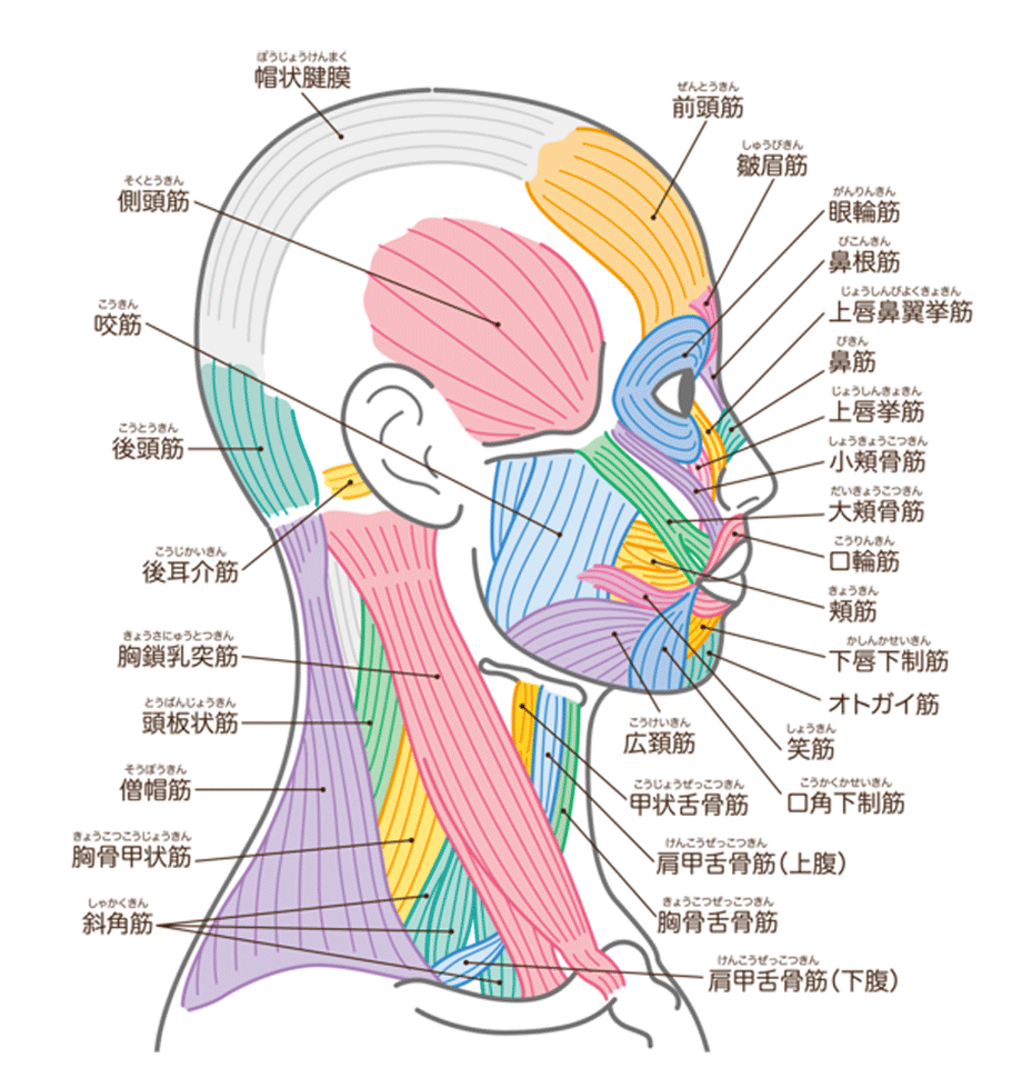 筋肉の名前